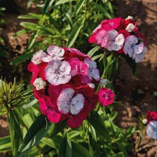 Sweet Rose Magic Dianthus Thumbnail